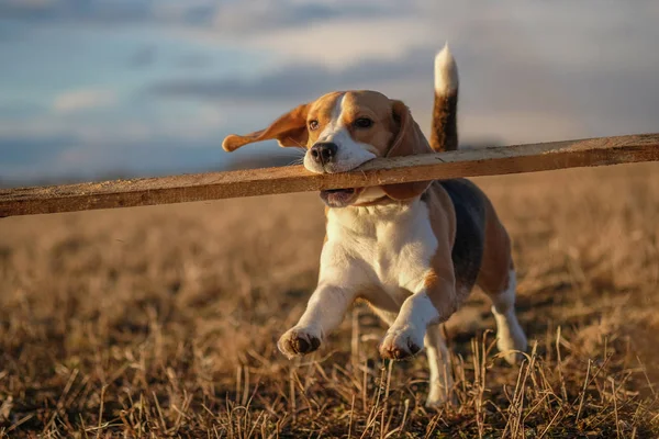 Beagle na wiosenny spacer o zachodzie słońca — Zdjęcie stockowe