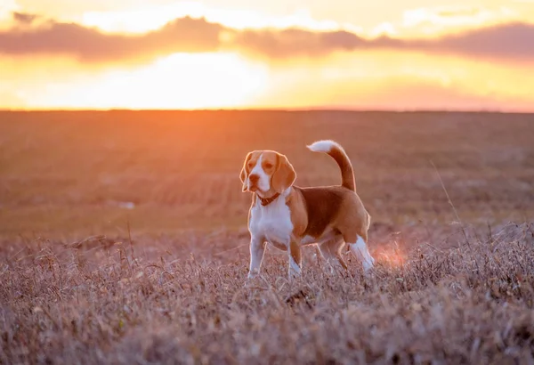 Beagle marche dans le champ au coucher du soleil — Photo