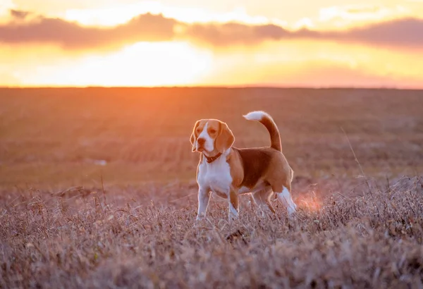 Günbatımında alanına yürüyor beagle