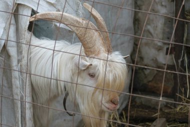 Padok parmaklıklar arkasında beyaz elbiseli