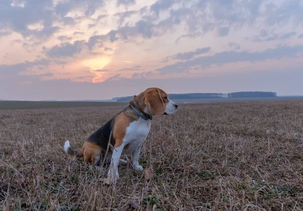 Beagle marche dans le champ au coucher du soleil — Photo