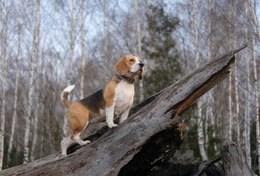 Beagle bahar ormanda ağaç tırmanıyor