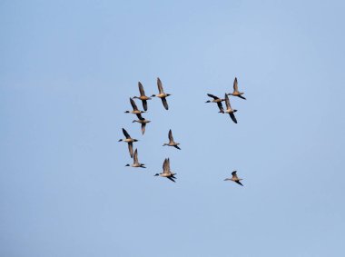 yaban ördekleri mavi gökyüzünde bir sürü