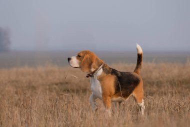 Beagle çalışır ve bahar yürüyüşte oynama
