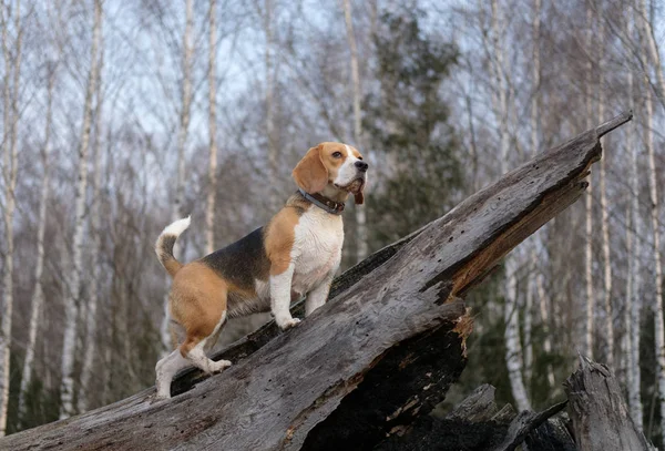 Beagle w lesie wiosną wspina się na drzewo — Zdjęcie stockowe
