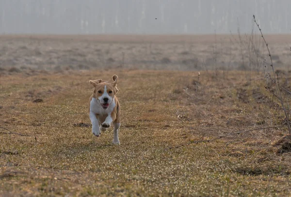 Der Beagle rennt und tobt beim Frühlingsspaziergang — Stockfoto