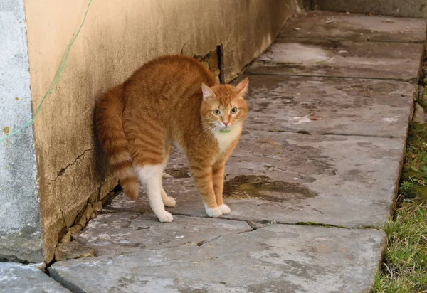 Verängstigte rote Katze im Hof — Stockfoto
