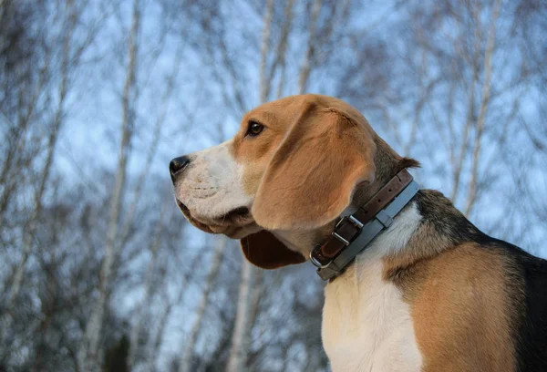 Porträtt av en Beagle på bakgrunden av björkar — Stockfoto