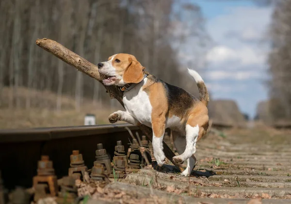 Beagle pulando com um pau nos dentes — Fotografia de Stock