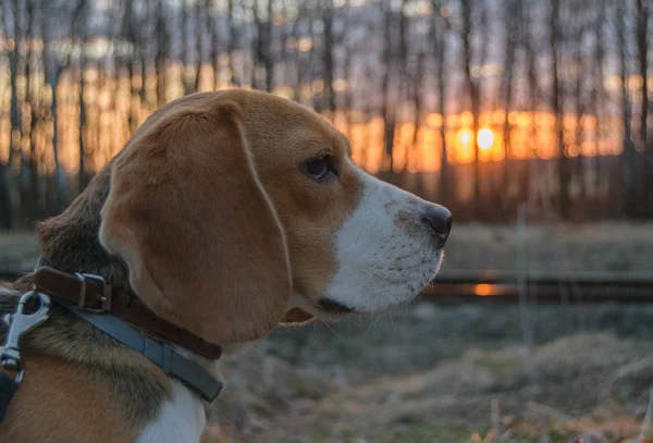 Le Beagle au printemps marche au coucher du soleil — Photo