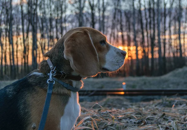Le Beagle au printemps marche au coucher du soleil — Photo