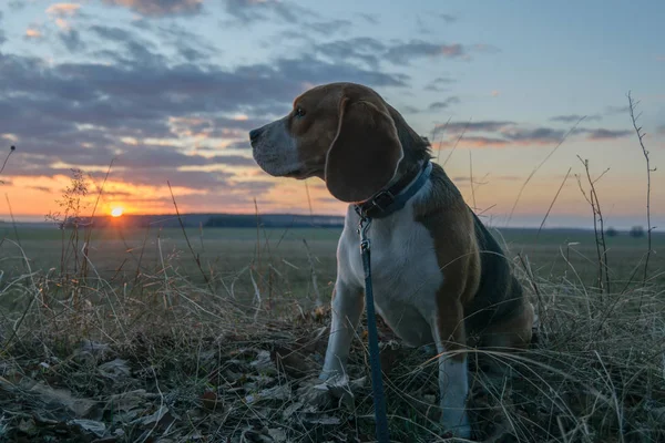 Le Beagle au printemps marche au coucher du soleil — Photo