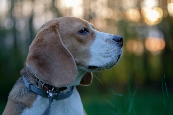 Retrato de um Beagle em uma floresta no fundo do céu por do sol — Fotografia de Stock