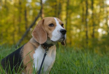 Köpek portre Beagle akşam ormanda