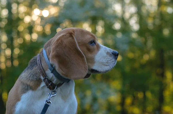 Retrato de cão Beagle na floresta da noite — Fotografia de Stock