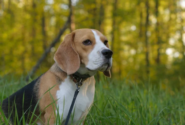 Hund porträtt Beagle i skogen kväll — Stockfoto