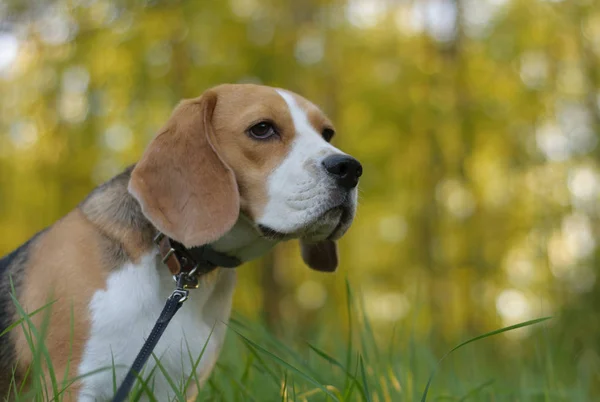 Retrato de cão Beagle na floresta da noite — Fotografia de Stock