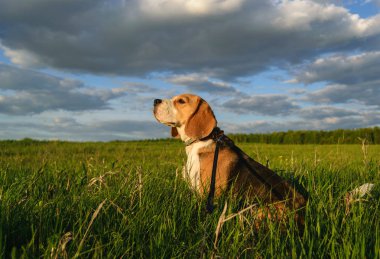 Beagle yaz akşam yeşil bir alanda bir yolda