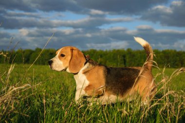 Beagle yaz akşam yeşil bir alanda bir yolda