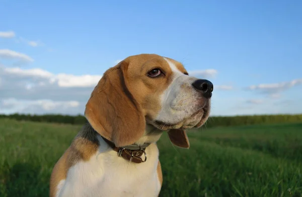 Beagle på en promenad i ett grönt fält i sommarkväll — Stockfoto