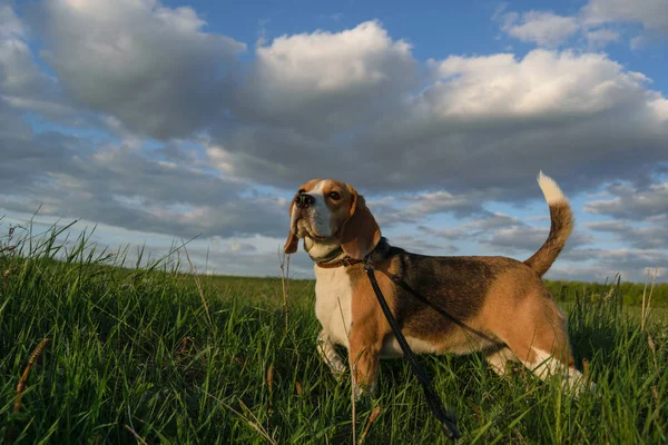 Beagle em um passeio em um campo verde na noite de verão — Fotografia de Stock