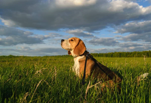Beagle em um passeio em um campo verde na noite de verão — Fotografia de Stock