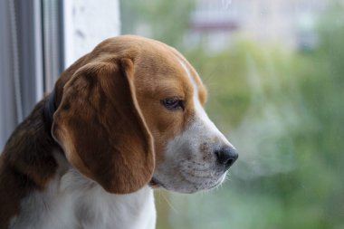 Beagle pencereden dışarı bakarak pencere üzerinde