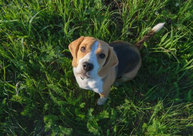 Çimde oturma ve ararken beagle köpek