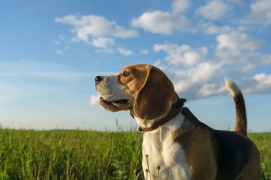 Beagle yaz akşam yeşil bir alanda bir yolda