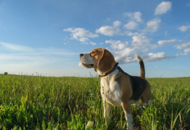 Beagle yaz akşam yeşil bir alanda bir yolda