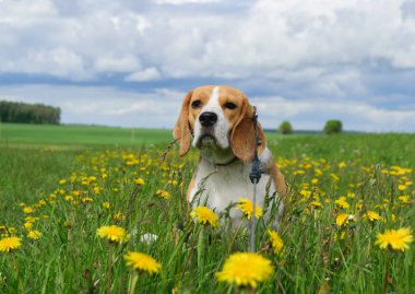 Beagle sarı dandelions ile bir çayır üzerinde