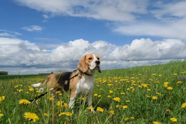 Beagle sarı dandelions ile bir çayır üzerinde