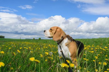 Beagle sarı dandelions ile bir çayır üzerinde