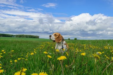 Beagle sarı dandelions ile bir çayır üzerinde