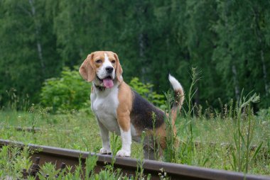 Orman demiryolu bir yürüyüşe Beagle
