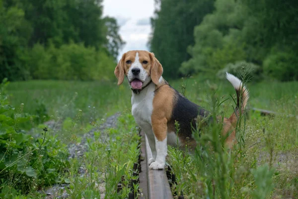 Il Beagle per una passeggiata sulla ferrovia forestale — Foto Stock
