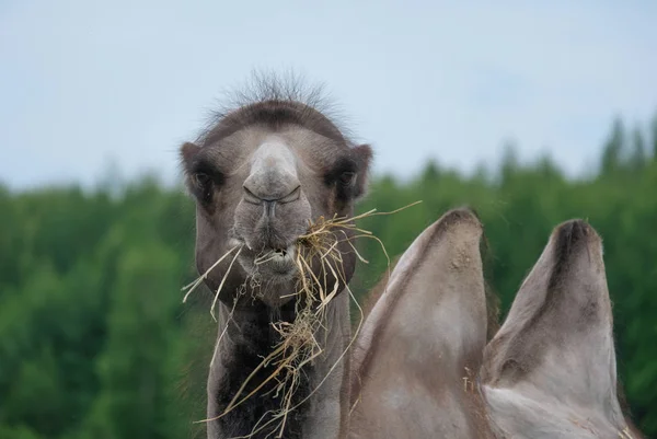 Camelo bactriano mastiga a palha — Fotografia de Stock