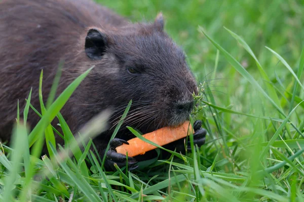 Baby nutria — Stock Photo © sanddebeautheil #9822420