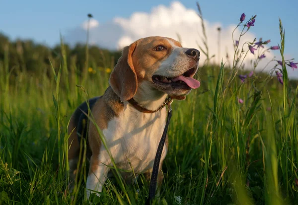 Retrato de um Beagle em um passeio em uma noite de verão — Fotografia de Stock