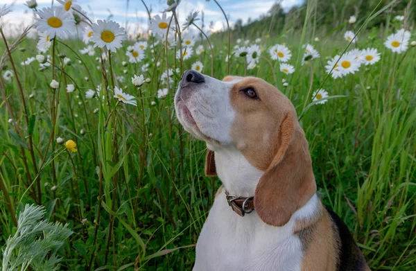 Beagle auf einem Spaziergang durch ein Feld aus weißen Gänseblümchen — Stockfoto