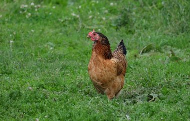 Yeşil çim ve yiyecek arayan tavuk tavuk kahverengi takım elbise yürür