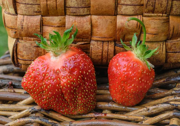 Czerwony dojrzałe truskawki w wiklinowym koszu — Zdjęcie stockowe