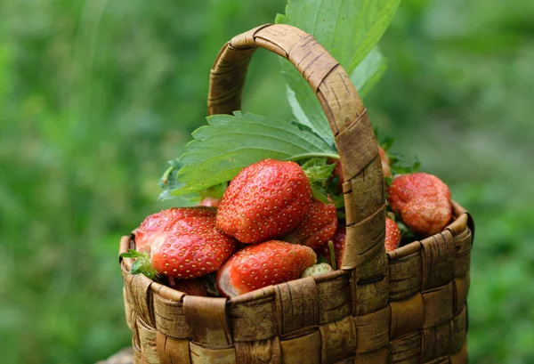 红草莓成熟在柳条篮子里 — 图库照片