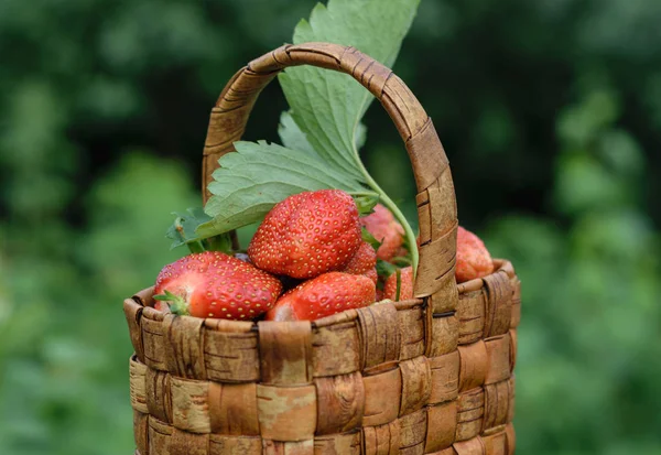 Czerwony dojrzałe truskawki w wiklinowym koszu — Zdjęcie stockowe