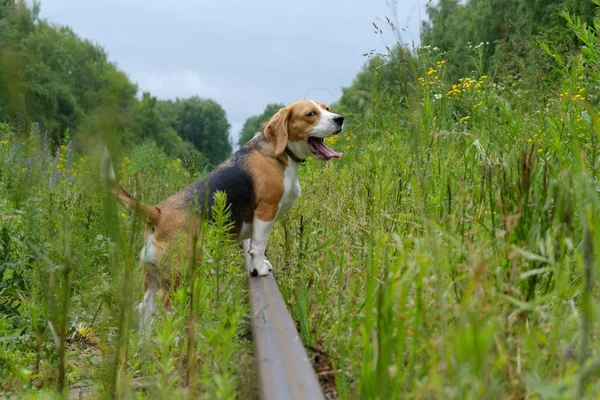 Beagle em um passeio no verão entre a grama alta — Fotografia de Stock