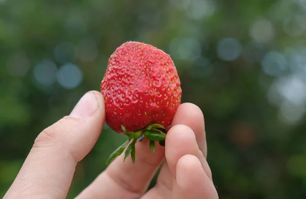 在你的手掌大的成熟红浆果草莓 — 图库照片
