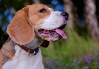 Beagle uzun otların arasında bir yolda