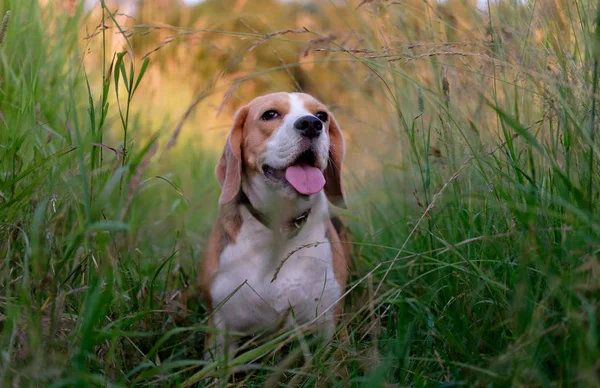 Beagle επάνω έναs περπατώ ανάμεσα the ψηλός γρασίδι — Φωτογραφία Αρχείου