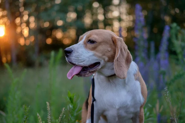 Portret Beagle o zachodzie słońca — Zdjęcie stockowe