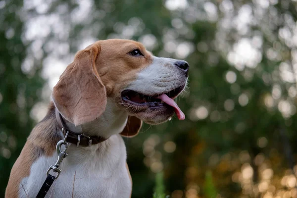 Retrato de um Beagle ao pôr-do-sol — Fotografia de Stock
